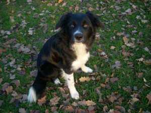 Domino2011-12-03neu 003.jpg